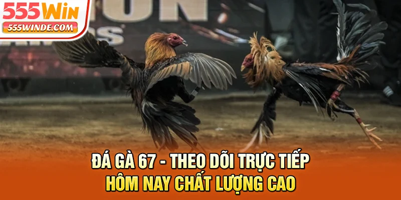 Đá Gà 67 - Theo Dõi Trực Tiếp Hôm Nay Chất Lượng Cao