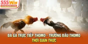 Đá Gà Trực Tiếp Thomo - Trường Đấu Thomo Thời Gian Thực